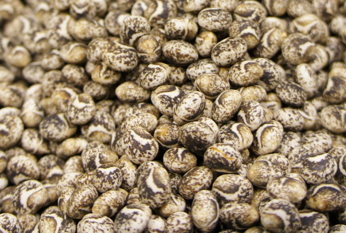 Nasiona odmian łubinu żółtego, zawierające 42–48% białka i 5% tłuszczu, są spłaszczone z małym wgłębieniem. Zależnie od odmiany okrywa nasienna może mieć barwę od białej do czarnej z marmurkowaniem. Cechą charakterystyczną na ciemnych nasionach jest przejaśnienie w formie półksiężyca