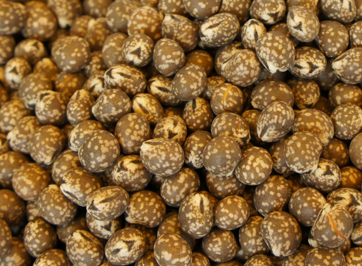 Nasiona odmian łubinu wąskolistnego, zawierające 31–36% białka i 5–6,5% tłuszczu, są grube i wypukłe. Zależnie od odmiany okrywa nasienna może mieć barwę od jasnoszarej do prawie czarnej i wyraźne marmurkowanie. Cechą charakterystyczną jest trójkątna brązowa plamka widoczna niezależnie od zabarwienia nasion