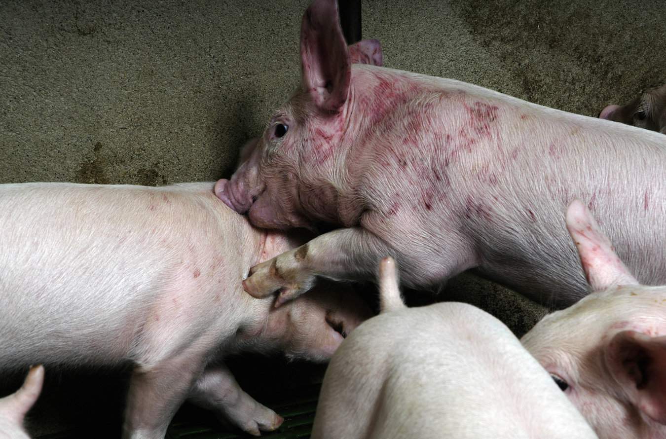 Świnie, kiedy nie mają się czym zająć, stają się agresywne, zwłaszcza przy utrzymaniu na podłożu rusztowym