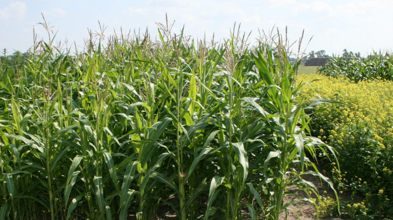 To zdjęcie z pól doświadczalnych, gdzie kukurydza wczesna dała w doświadczeniu najwyższe plony biomasy (432 dt/ha, w tym 54,3 dt/ ha wilgotnego ziarna) zaś obok z prawej gorczyca biała dała plon 242 dt/ha zielonej masy