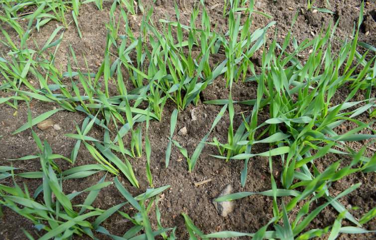 Jęczmień browarny ma duże wymagania glebowe, między innymi ze względu na słabo rozwinięty system korzeniowy