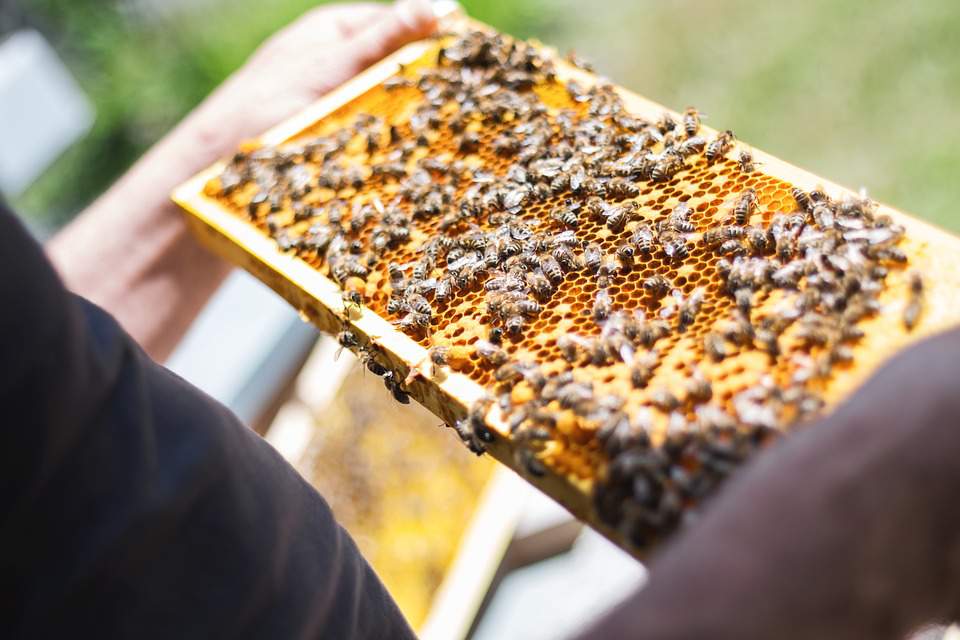 Po 2019 roku wszystkie ule w Wielkopolsce powinny mieć nową węzę pszczelą (fot. Pixabay)