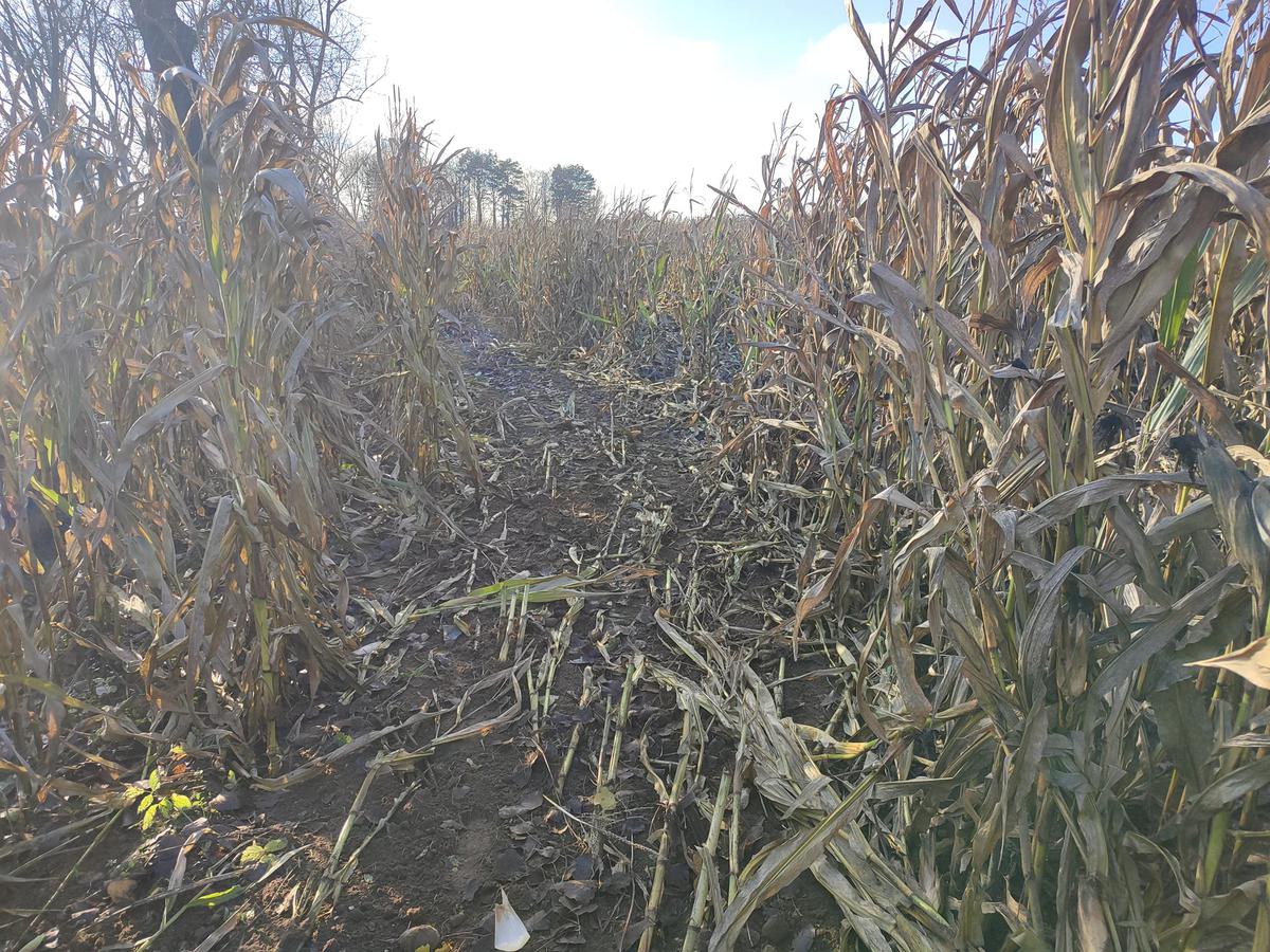 Zniszczone pole kukurydzy pana Konrada Krupińskiego