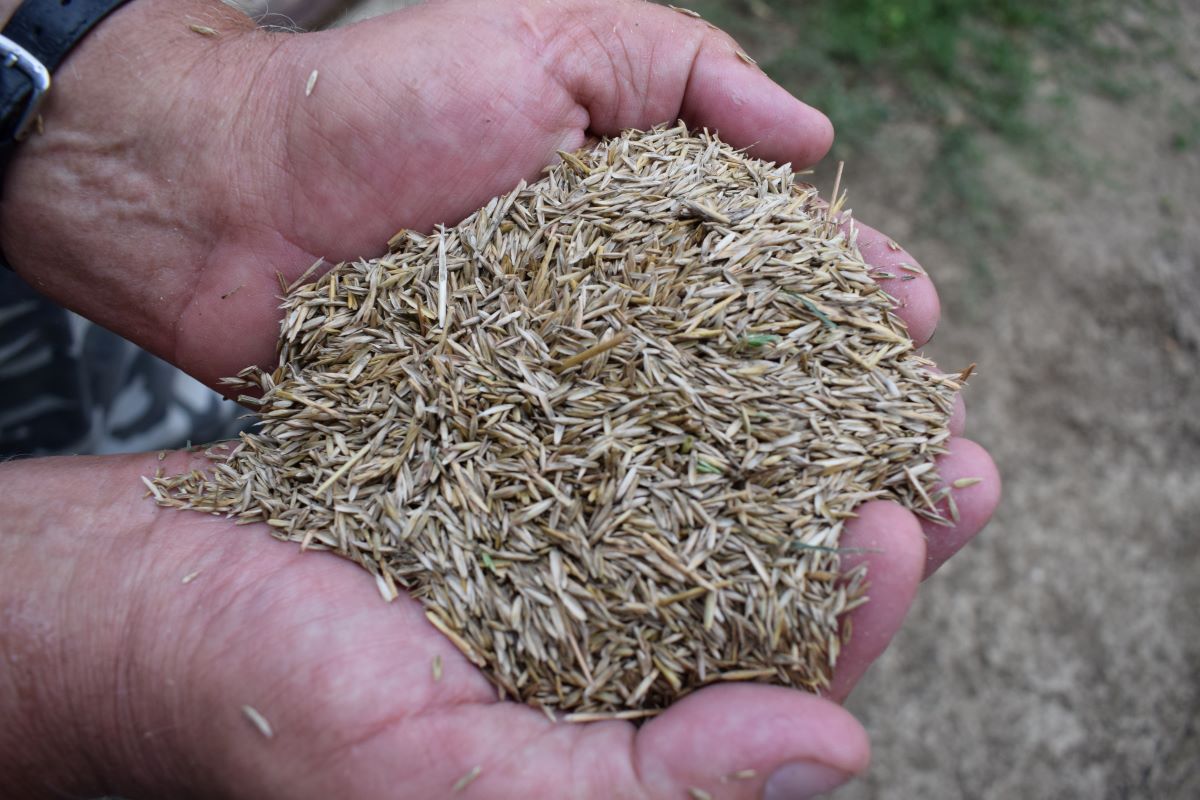 Od kilku lat uprawiane są w gospodarstwie trawy nasienne, najczęściej życica trwała, która w tym roku zajmie łącznie 73 ha