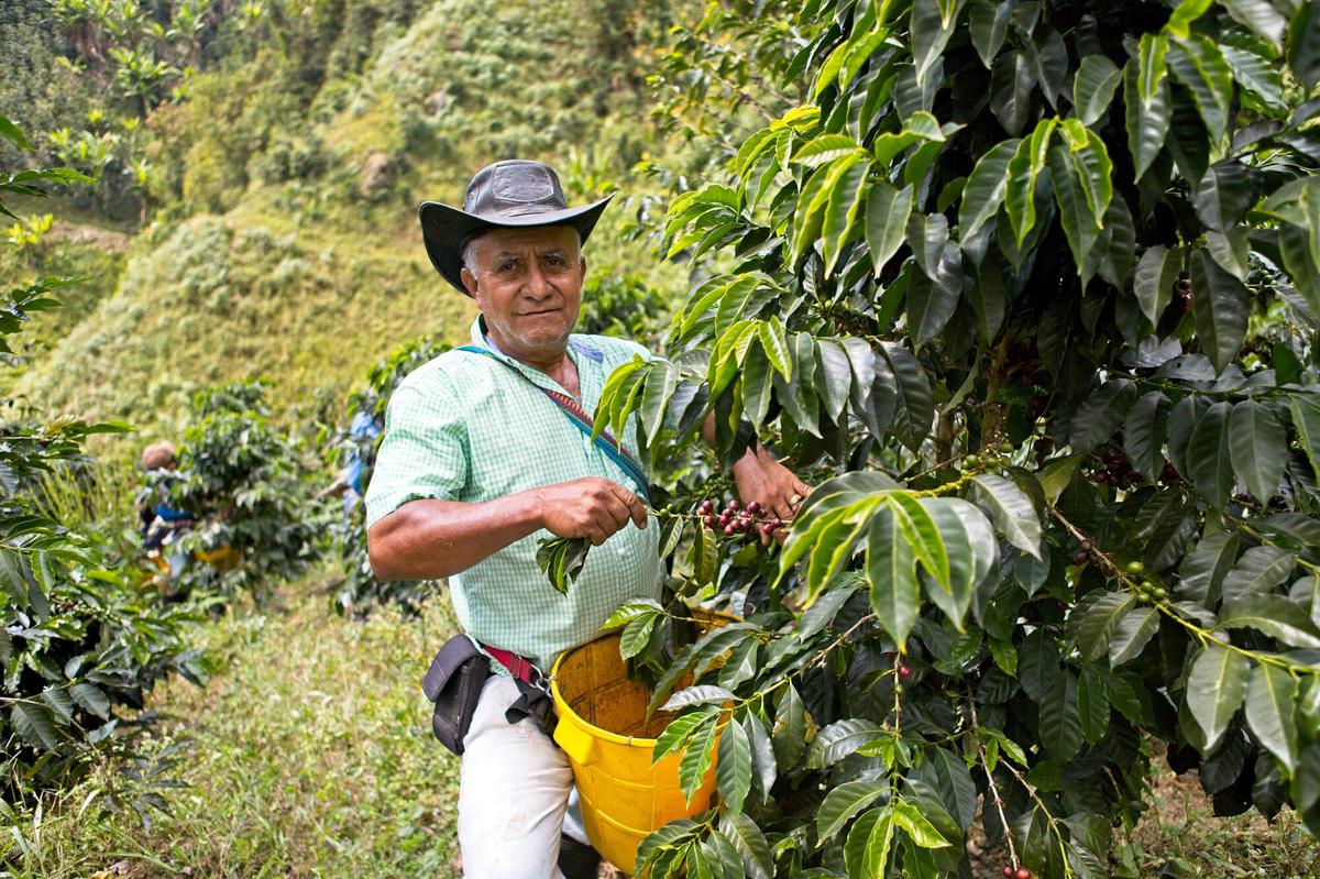 kawa kawowce uprawa kawy fairtrade