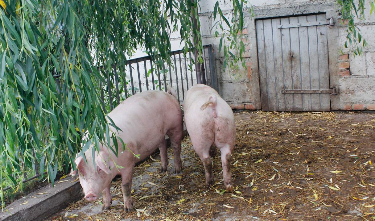 W Niemczech wirus ASF pojawił się między innymi w gospodarstwie ekolo gicznym, w którym świnie mogły korzystać z wybiegu