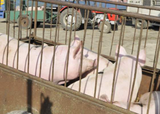 Rolnicy podkreślają, że program wsparcia produkcji trzody chlewnej tylko łata dziury, ale nie ratuje krajowej produkcji świń. Brakuje w nim skupu interwencyjnego z obszarów dotkniętych chorobą, w których w chlewniach przerastają tuczniki