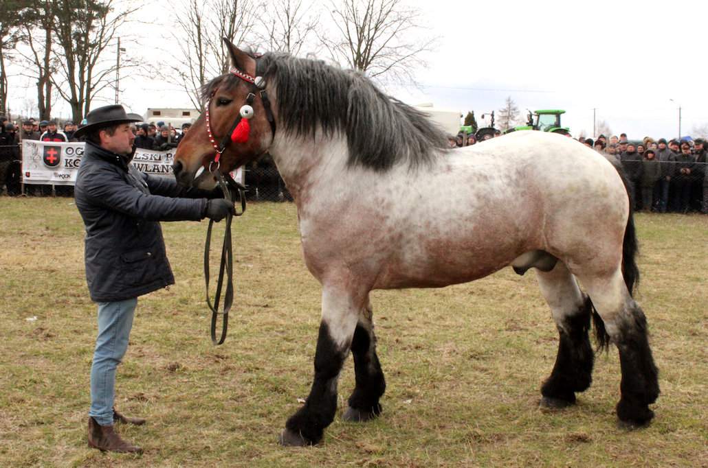 Bono Zbigniewa Rębacza wyróżniał się wśród prezentowanych koni maścią