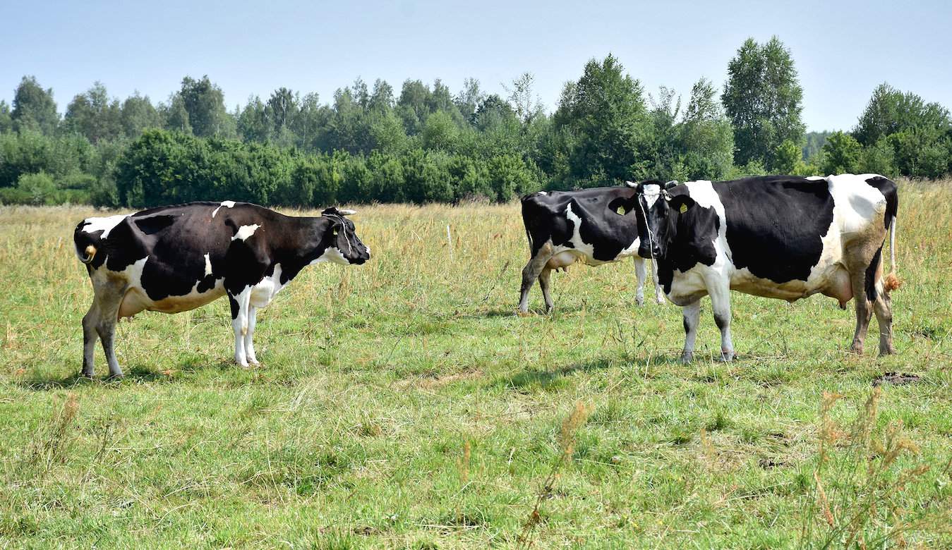  Bydło od maja do końca października korzysta z pastwisk. Takie gospodarstwa stosujące wypas, mają szansę na 500+ do krowy