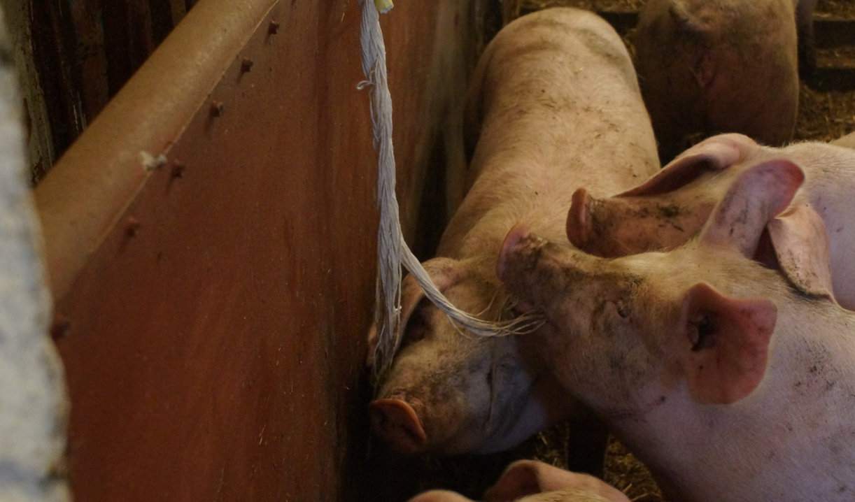 Do diagnostyki grypy można wy korzystywać płyn ustny zebrany ze  sznura, który służy świniom do żucia