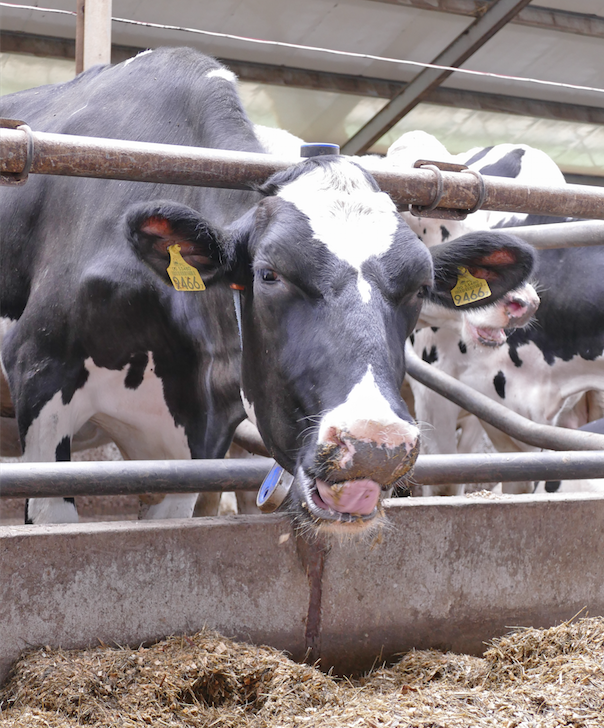 Gdy krowa się poci, wydala z organizmu potas i sód, dlatego tak ważnym elementem m.in. prewencji kwasicy jest podawanie w tym czasie zwiększonej dawki  potasu