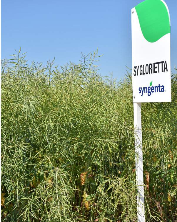 Nowością w jesiennej ofercie odmian rzepaku ozimego Syngenta jest SY Glorietta. W niemieckich badaniach cechowała się najmniejszym spadkiem plonu (zaledwie o 3%) przy skąpym nawożeniu azotem na poziomie 80 kg/ ha, w stosunku do dawki 160 kg N/ha