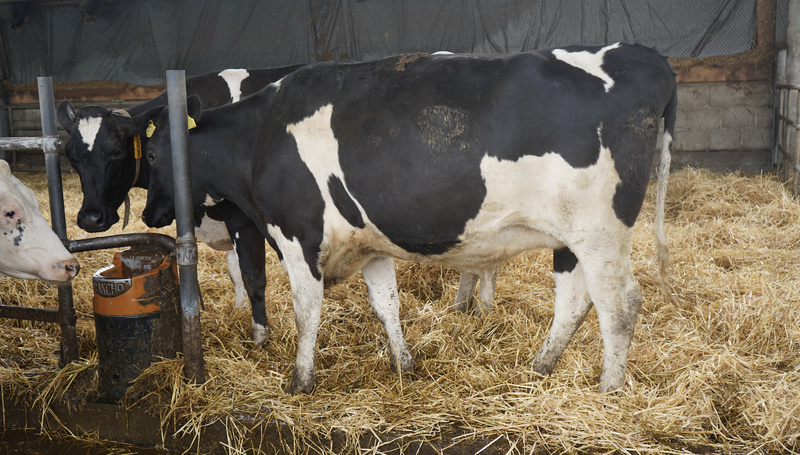 Ważne, aby krowy w okresie przejściowym objąć szczególną opieką i regularnie kontrolować ich stan zdrowotny