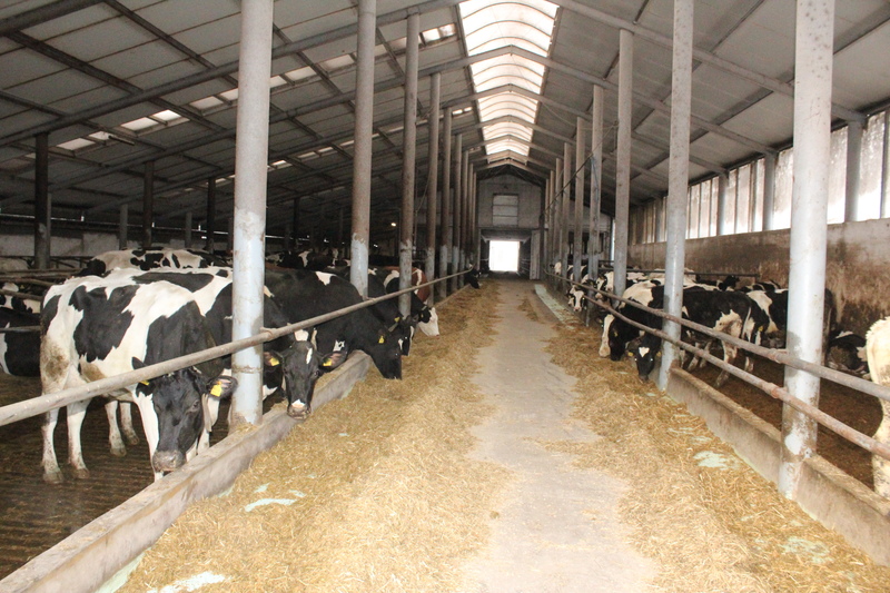 Dzięki rozbudowie i modernizacji uwięziówki powstała obora wolnostanowiskowa, w której hodowcy utrzymują 50 jałówek i 90 krów mlecznych