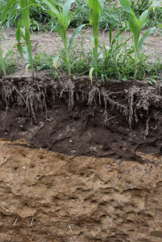 Doradcy firmy Timac Agro za pomocą odkrywki glebowej wykonanej na plantacji kukurydzy tłumaczyli, w jaki sposób poprawić strukturę i żyzność gleby