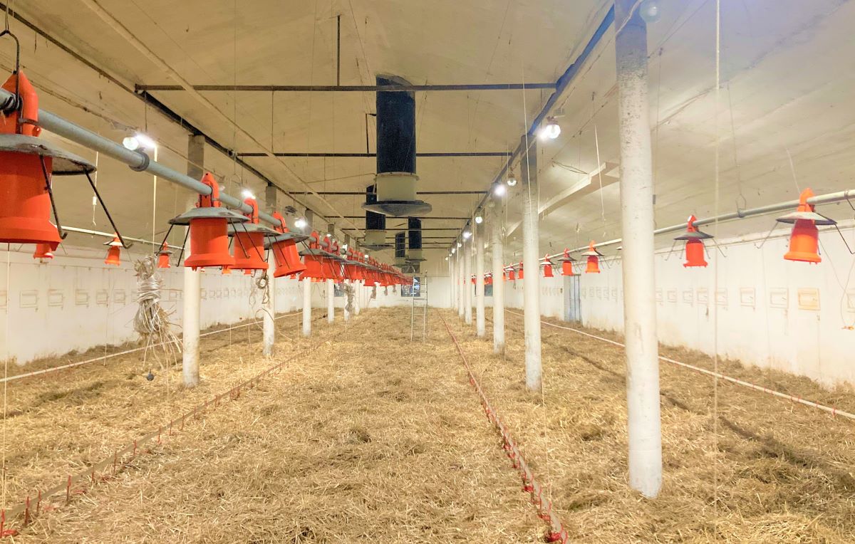 Oświetlenie to ważny element w procesie hodowli kurcząt. Wymiana starego oświetlenia typu świetlówkowego lub HPS na LED nie tylko poprawiła jakość światła i dobrostanu zwierząt, ale także może wygenerować finansowe korzyści dla hodowcy.
