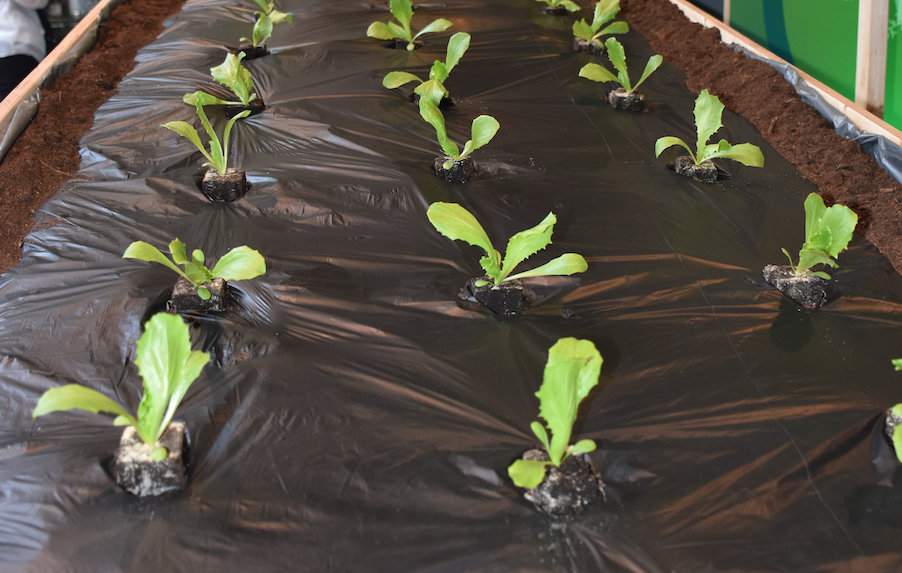Przykład wykorzystania folii z biodegradowalnego tworzywa ecovio do ściółkowania w uprawach warzywnych