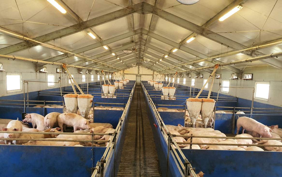 Gnojowica pochodząca z produkcji świń będzie doskonałym substratem do wytwarzania energii i ciepła w planowanej biogazowni