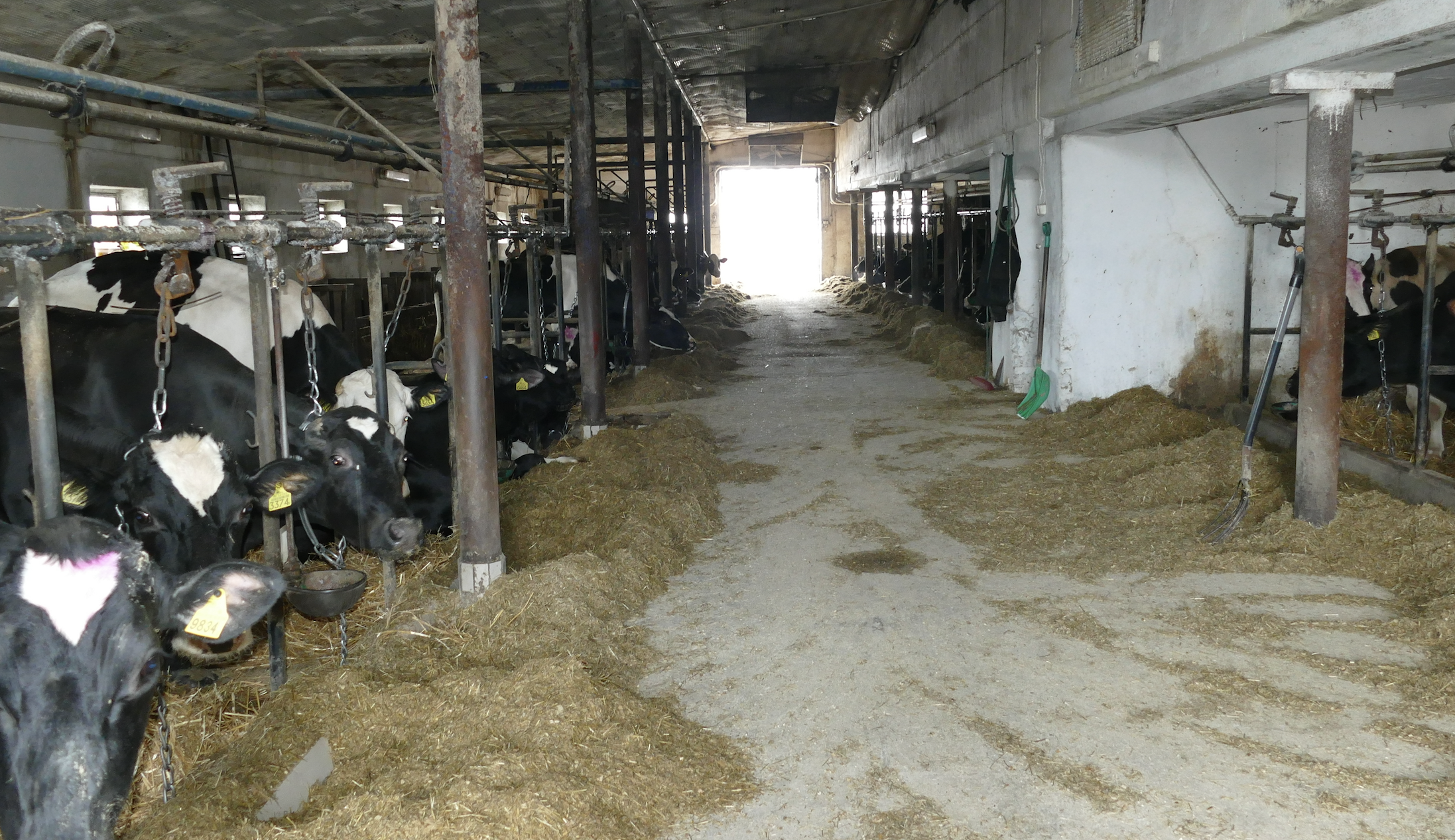 W uwięziowej, wypełnionej do ostatniego miejsca oborze krowy odpoczywają na gumowych matach dodatkowo ścielonych słomą. Dój 90 krów ośmioma aparatami udojowymi zajmuje hodowcom niewiele ponad 2 godziny