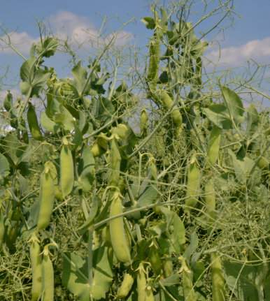 Nasiona grochu zależnie od przebiegu wegetacji zawierają w suchej masie 22–26% białka i 5,5– 6% włókna. Końcówka wegetacji wiąże się z ryzykiem osypywania nasion, przy czym odmiany bardzo się różnią podatnością na pękanie strąków przed zbiorem