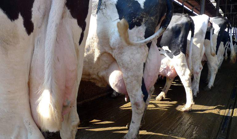 Im dłużej trwa infekcja gronkowcem złocistym u krów tym trudniej zapalenie wyleczyć