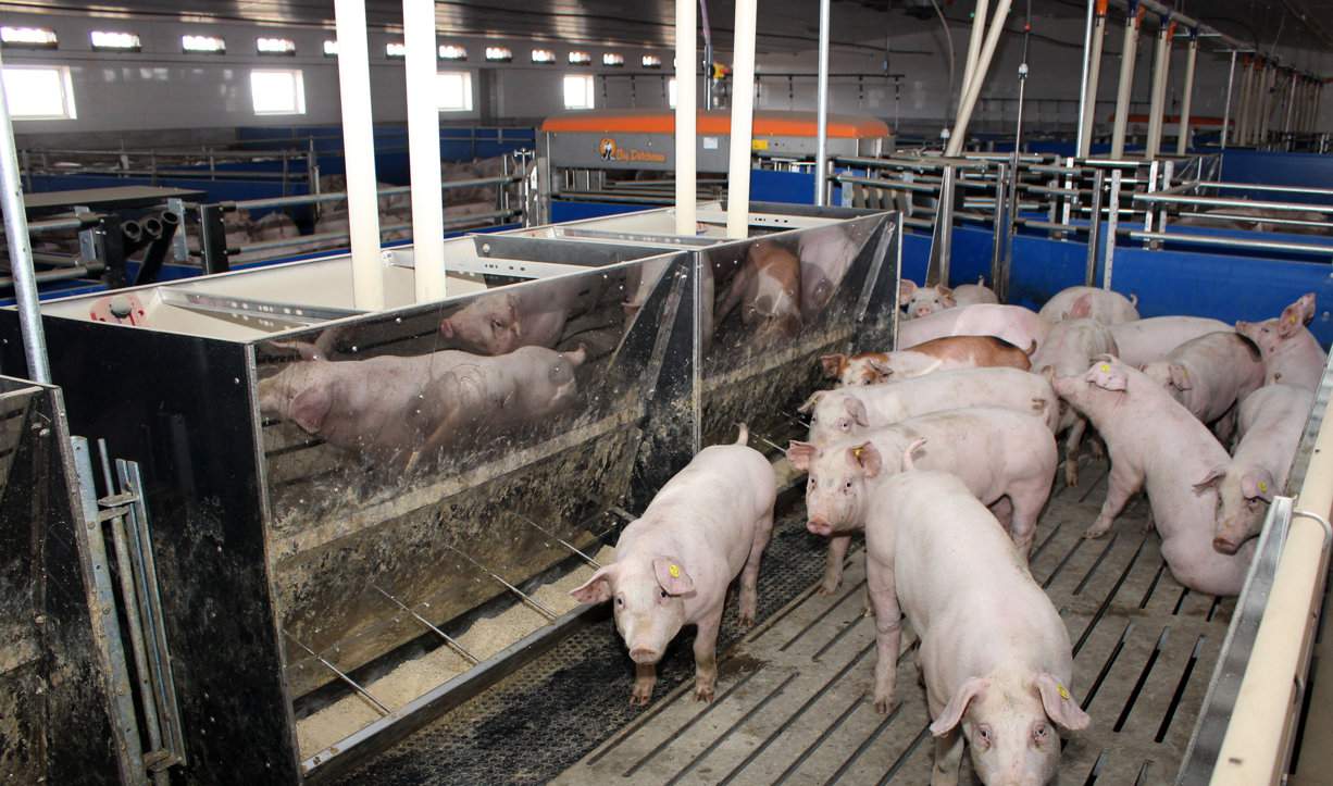 W produkcji świń pasza kosztuje najwięcej. Jeśli z powodu chorób tucz się wydłuża, potrzebujemy więcej mieszanki i tracimy pieniądze