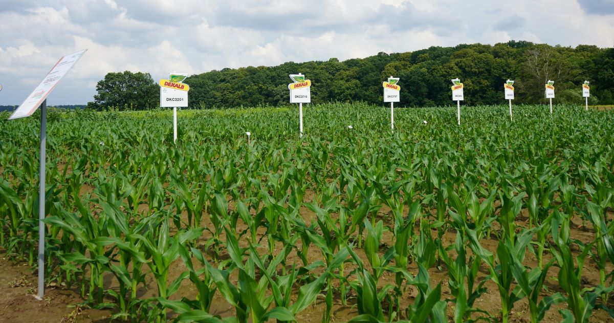 W Chechle można było zapoznać się z najnowszymi plennymi odmianami kukurydzy na ziarno i kiszonkę oraz skutecznym nowym herbicydem Capreno 547 SC