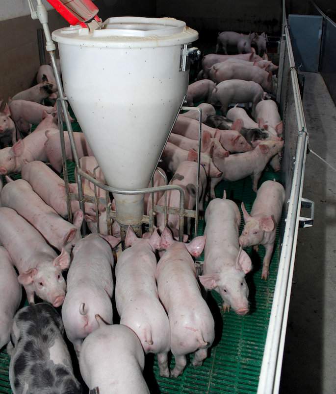 Intensywna produkcja świń wymaga stosowania pasz o podwyższonej koncentracji energii