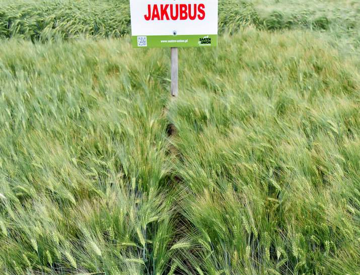 Odmiana Jakubus zarejestrowana w 2017 r. szyb - ko wskoczyła na szczyt Listy Odmian Zalecanych jęczmienia ozimego. Podobnie jak w przypadku KWS Kosmos jest rekomendowana do uprawy w 12 województwach