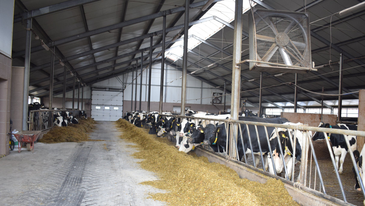 Nowa obora wybudowana w 2017 r. W gospodarstwie utrzymywanych jest 200 sztuk bydła, w tym ok. 100 krów mlecznych