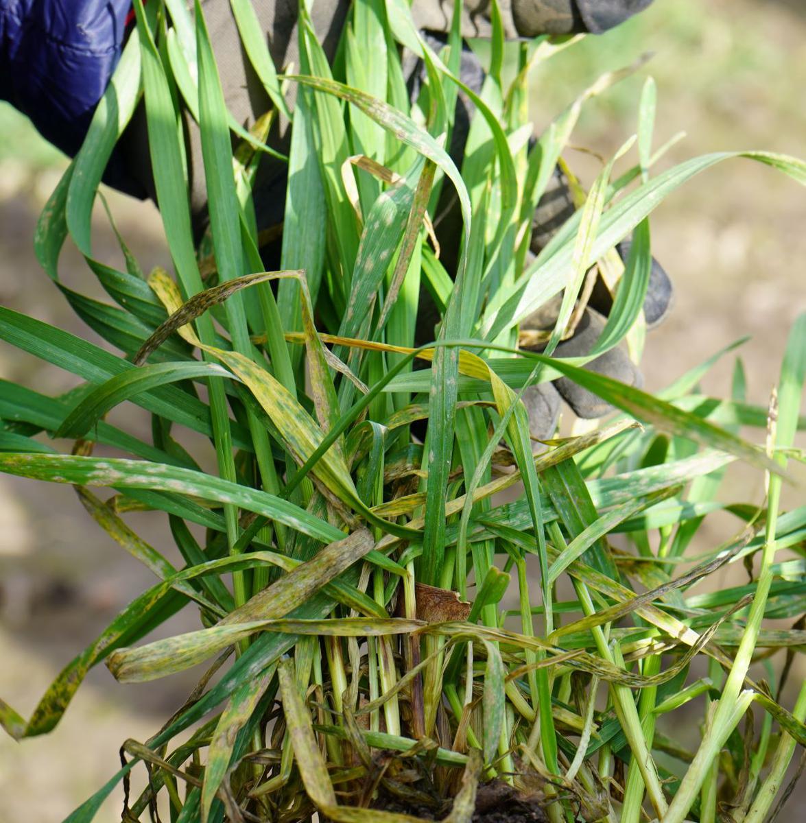 W pszenżycie mocne porażenie mączniakiem prawdziwym zbóż i traw