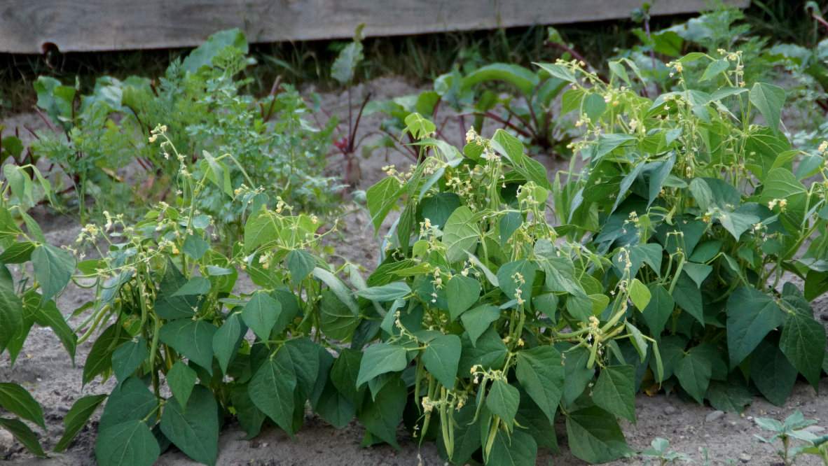 Fasoli szparagowej nie należy uprawiać ze względów fitosanitarnych po marchwi, szpinaku ani pietruszce.