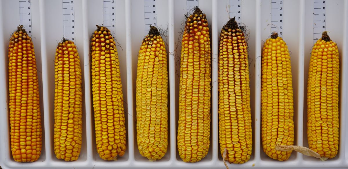 Na rekordy świata w plonowaniu kukurydzy szans nie mamy, ale plon na mokro 17 ton/ha, co wyliczyliśmy na przykładzie, jest możliwy. Niektóre z kolb na zdjęciu mają większy potencjał niż w opisanym przykładzie: mają nawet 45 ziarniaków w rzędzie i 20–22 rzędy