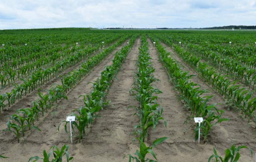 Poletka kukurydzy w Stacji Doświadczalnej Oceny Odmian we Wrócikowie