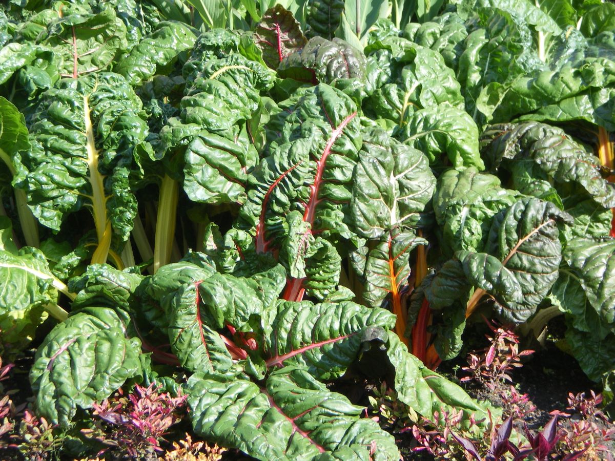 Boćwina – jadalną częścią tego warzywa są łodygi liściowe, w odróżnieniu od buraka ćwikłowego, którego częścią jadalną jest korzeń spichrzowy