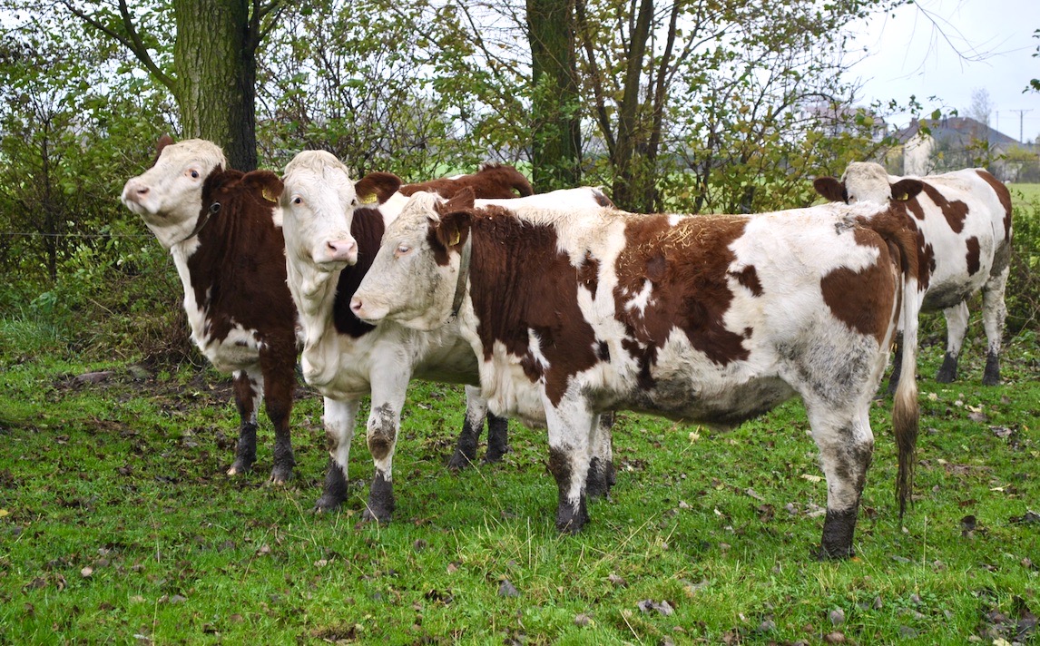 Aby krowy mogły jak najlepiej wykorzystać paszę z pastwiska, muszą być do tego starannie przygotowane. Rozpoczęcie skarmiania szczególnie młodych zielonek pastwiskowych powinno odbywać się stopniowo i łagodnie