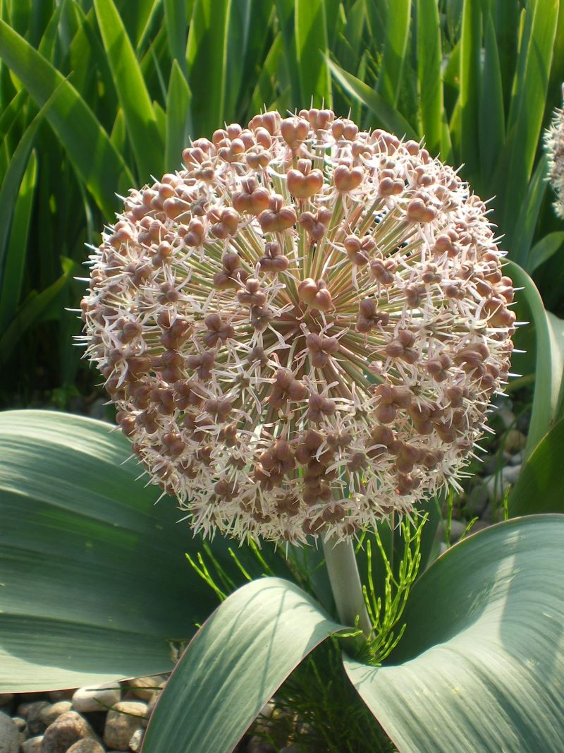 Czosnek karatawski jest jednym z najniższych czosnków ozdobnych. Osiąga wysokość do 25 cm i tworzy kulisty kwiatostan o średnicy 7 cm