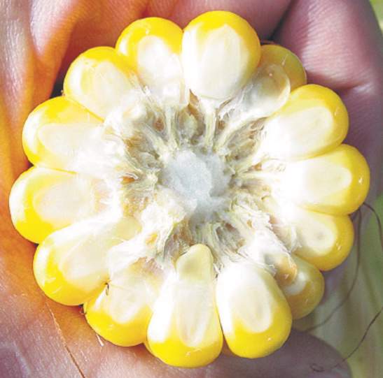 Jest kilka metod organoleptycznej oceny suchej masy i wyznaczania dojrzałości kiszonkarskiej kukurydzy