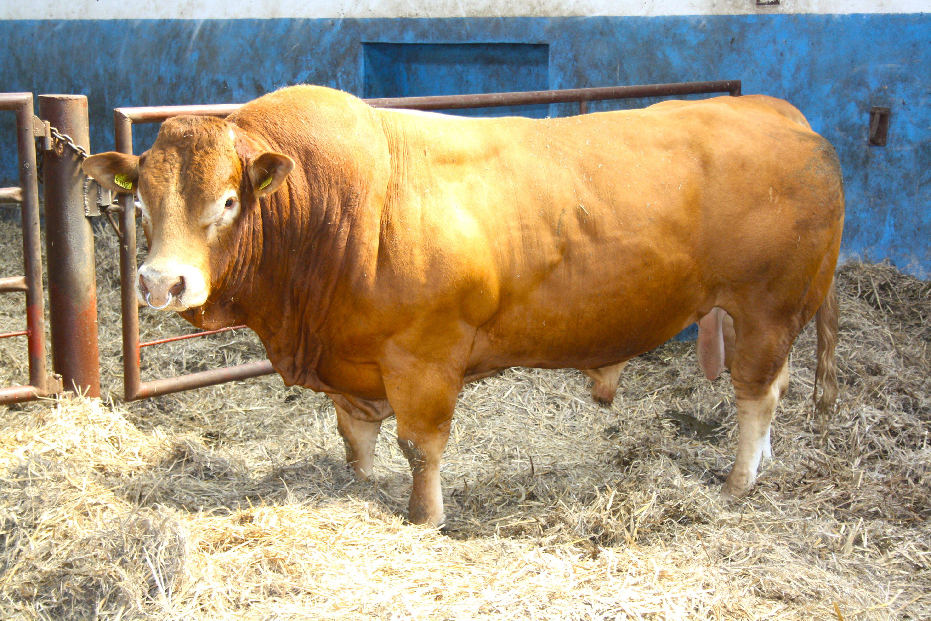 Podniesienie stawki VAT na nasienie zwierząt hodowlanych może przełożyć się na wyższe koszty produkcji mięsa oraz mleka