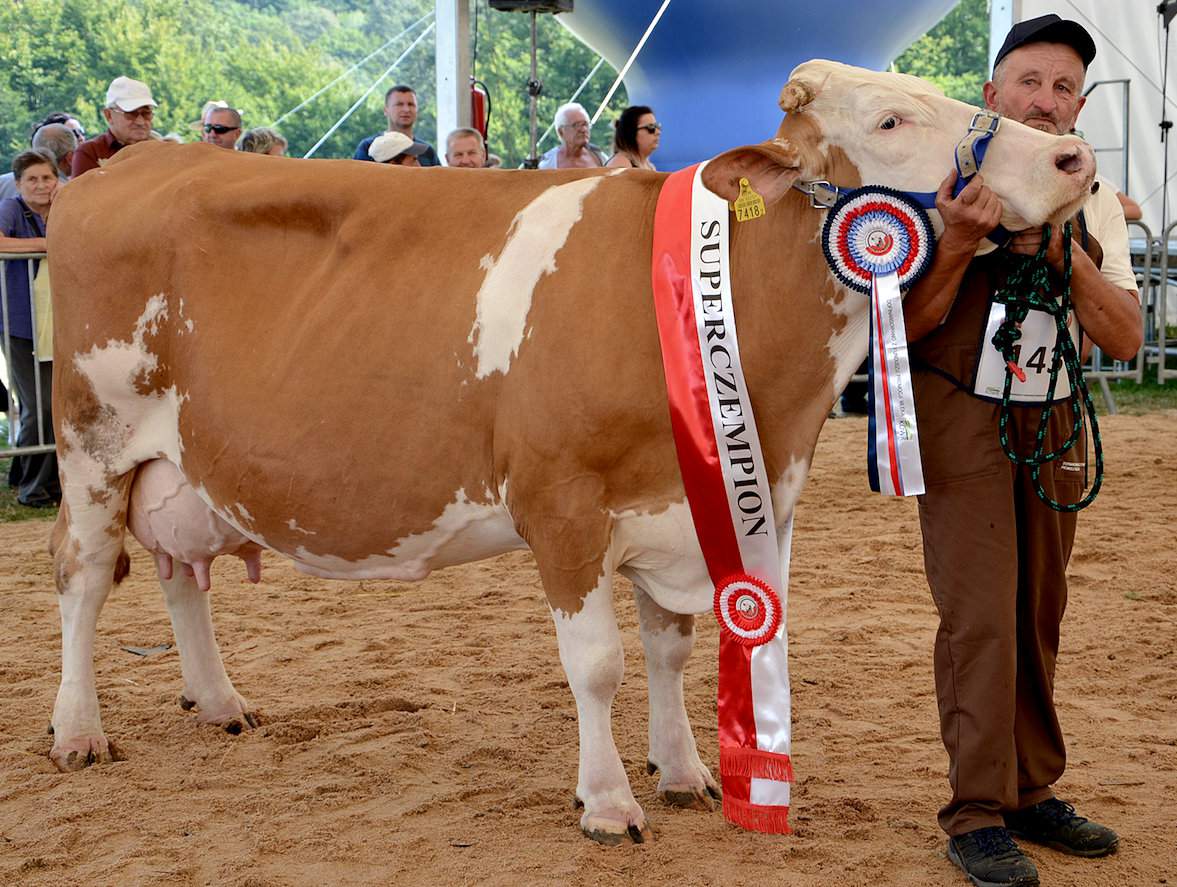 Kama z hodowli Daniela Brysia okazała się najlepszą w grupie krów i otrzymała tytuł superczempiona