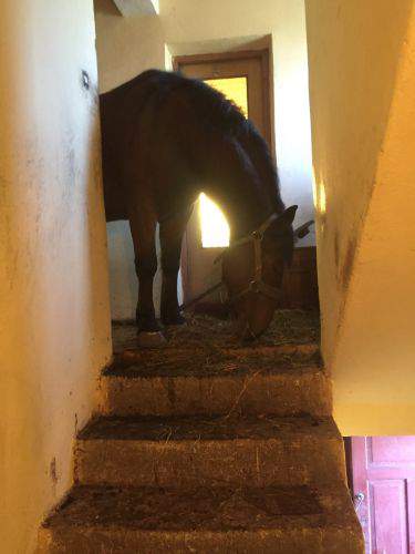 Koń zwiedził piętro domu swoich właścicieli