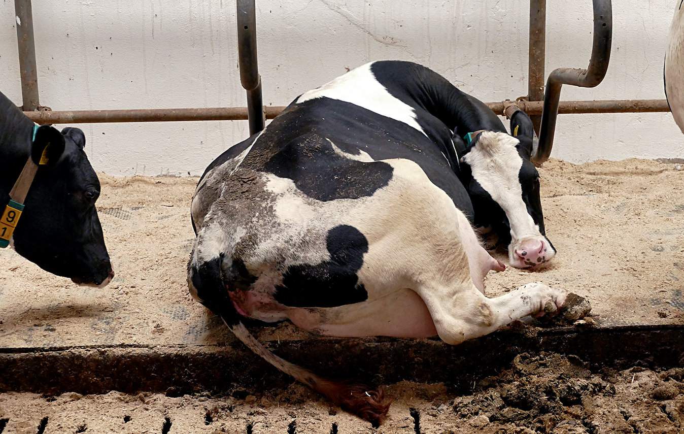 Krowy mleczne spędzają od 8 do 16 godzin leżąc, dlatego tak bardzo ważna jest odpowiednia jakość legowisk. Ich powierzchnia w różnoraki bowiem sposób wpływa na występowanie chorób kończyn, racic oraz gruczołu mlekowego