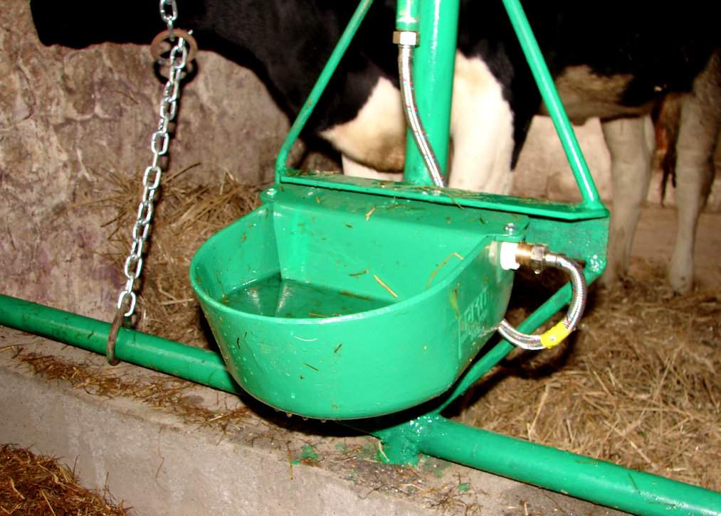 krowy są zdecydowanie bardziej wrażliwe niż ludzie na złą jakość wody