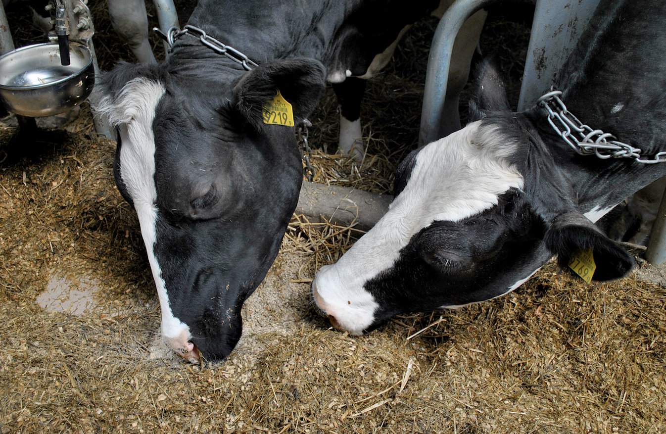 Krowy zaczynają mocno sortować, kiedy sucha masa TMR-u wynosi powyżej 60%. Warto zatem za pomocą kuchenki mikrofalowej sprawdzać ile suchej masy ma zadany na stół mix, by ograniczyć – groźne szczególnie latem – zjawisko sortowania