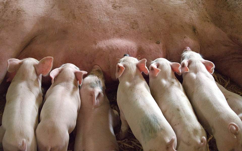Bardzo kruchy rynek wieprzowiny dodatkowo podminowuje ASF – mówi Tomasz Straus