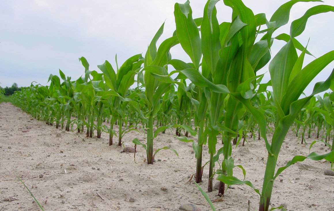 Naturalna toksyna DIMBOA chroni kukurydzę przed omacnicą tylko we wczesnych fazach rozwoju roślin, mniej więcej do fazy 6–8 liści