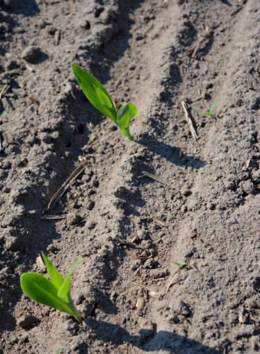 W przypadku kukurydzy ziarnowej bardzo plonotwórczy jest jak najwcześniejszy siew, ale niestety typowe ziarnówki z ziarnem dent mają wyższe wymagania termiczne niż flinty. Wczesny siew jest korzystny i ryzykowny zarazem, bo w naszym klimacie trzeba siać na tyle wcześnie, aby kukurydza na okres majowych przymrozków otuliła stożek wzrostu liśćmi albo na tyle późno, aby ten stożek w okresie przymrozków znajdował się jeszcze w glebie