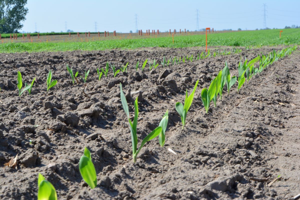 W przypadku kukurydzy ziarnowej bardzo plonotwórczy jest jak najwcześniejszy siew, ale niestety typowe ziarnówki z ziarnem dent mają wyższe wymagania termiczne niż flinty. Wczesny siew jest korzystny i ryzykowny zarazem, bo w naszym klimacie trzeba siać na tyle wcześnie, aby kukurydza na okres majowych przymrozków otuliła stożek wzrostu liśćmi, albo na tyle późno, aby ten stożek w okresie przymrozków znajdował się jeszcze w glebie