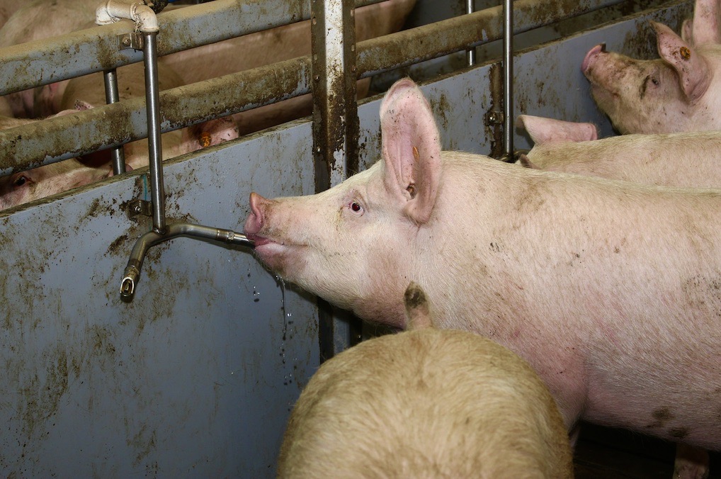 Latem świnie piją więcej, dlatego ważna jest wystarczająca liczba poideł. Należy też stale kontrolować, czy przepływ wody jest w nich odpowiedni