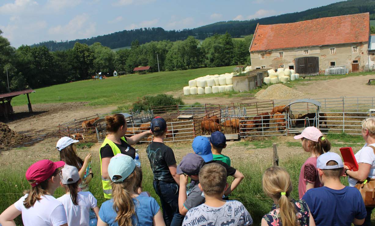 Krowy na wsi – jedna z głównych atrakcji lekcji rolnictwa w terenie dla dzieci